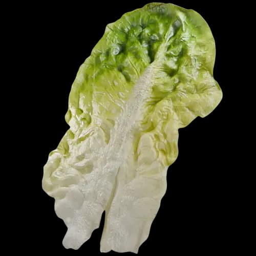 Iceberg Lettuce Leaf